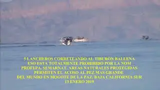 ACOSO AL TIBURON BALLENA EN EL MOGOTE DE LA PAZ BAJA CALIFORNIA SUR