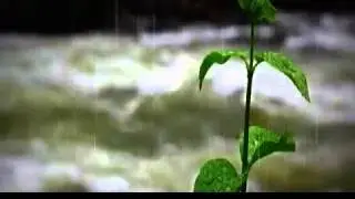 2H Relaxants Bruits Naturels pour Etudier ~ Pluie Oiseaux Grenouilles Jungle ~ Sommeil M
