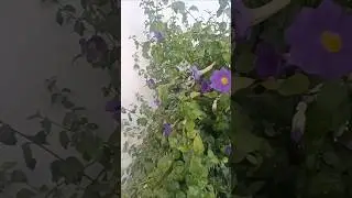 kings Mantle Flower #garden #flowers #homegarden #ytshorts #viral
