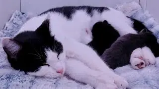 Mama Gaia and Kittens | 7 Weeks old! | Testing boundaries.