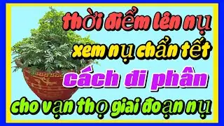 Thời điểm lên nụ xem nụ chuẩn tết đi phân cho vạn thọ giai đoạn làm nụ