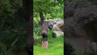 Sternzeichen als Tiere - Teil 60 #sternzeichen #l&uuml;stigetiere #shorts