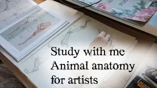 Study with me 1,5h | Animal anatomy for artists | Library sounds background