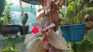 Dia atípico aqui, vento,frio e seco/plantas estranhando alterações climáticas 