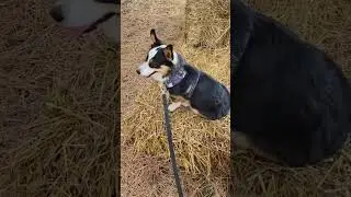 Fall dog-friendly activity: visit a pumpkin patch 🎃🐶🐾 Healthy, Low Calorie Dog Training Treats