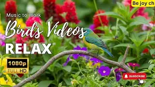 Birds Singing for Inner Peace ~ Natural Sound Therapy for Mental Healing & Emotional Calm