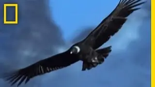 Undertakers of the Sky | National Geographic