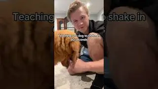 Teaching your dog to shake in 60 seconds 🤩