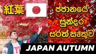 AUTUMN IN JAPAN SINHALA | Japan seasons | Life in Japan Sinhala | Sri Lankan in Japan