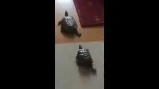 カメ男&カメ子 レッツゴー！
