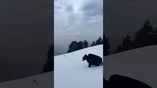 Fun Time in Snow Time ❄️ | Jalori Pass Jibhi Himachal Pradesh #shorts #youtubeshorts