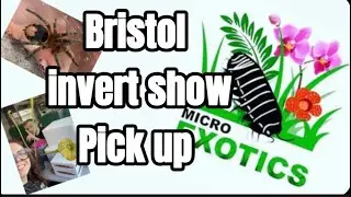 Bristol INVERT SHOW 2024