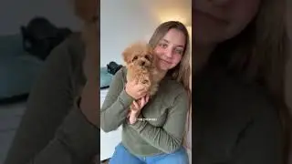 Для покупки щенка напишите в WhatsApp: +420 777 345 055 #maltipoopuppy #puppy #мальтипу #maltipoo