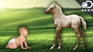 Why Can Newborn Animals Walk But We Can't?