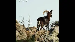 Muflone sardo, mix foto mie. #muflone #muflonesardo #mouflon #wildlifephotography #sardinianmouflon