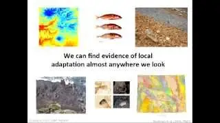 Using Individual-based Simulations to Model the Genomics of Adaptation