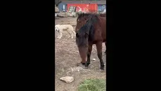 Just another day on the ranch