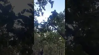 Asahi mood off bcz no subscribe #ytshort #nature #sunabeda #bhalu pahad#