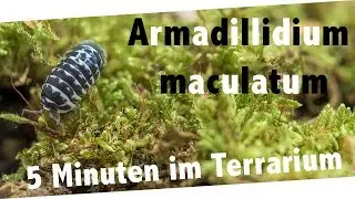 5 Minuten im Terrarium | Armadillidium maculatum | DiploMantis