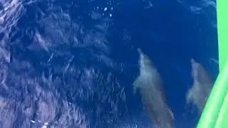 Dolphin Tag Along