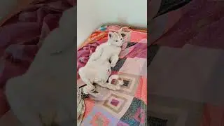 The Secret Lives of Cat Superheroes