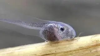 Gray Treefrog Tadpole Heart, Buccal Pump and Gills