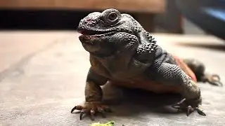 Chuckwalla Training - SANTA BARBARA ZOO