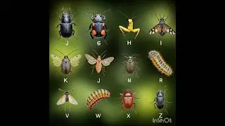 Learning Insects Names in Alphabet order | Golden Cubs
