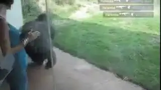 Monkey rekt noobs in csgo