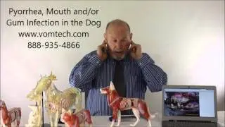 What is Pyorrhea, Mouth Gum Teeth Infection the Dog?