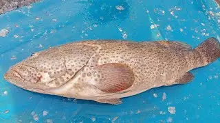 Grouper or Hamour Fish | Nutritional Benefits & Cutting Skills |