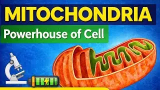 Mitochondria | Powerhouse of the Cell | Class 11 Biology | NCERT | NEET 2026 l CBSE board 