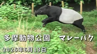 多摩動物公園　リンのダッシュとシラの飛び込み　Malayan tapir