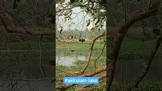 Is this the most beautiful spot in #Trivandrum? 🤔 #Akkulam #tourism #viralreels #lake #ViralShorts