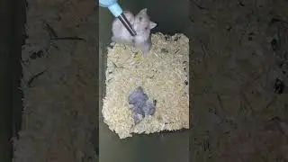 LTT Animal || The Sweet Secret: Hamster Family Bonding Moments