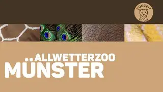 ALLWETTERZOO MÜNSTER • Kurz im Zoo