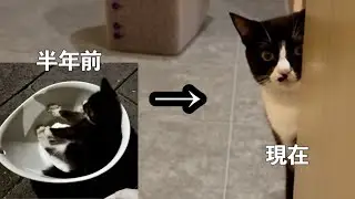 【奇跡】道に倒れていた猫が回復するまで　Left to Die on the Street… Until a Miracle Happened 2025年の思い出