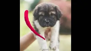 Watch Mini Hippo Puppy grow!   #minihippo #wagsandwrinkles #puppy