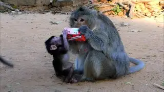 Sharing Love and Food: Feeding Our Beloved Monkeys 💛 | Amber Troop