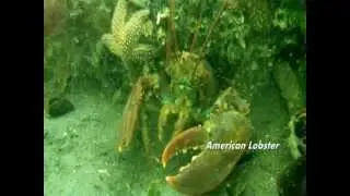 Open Water Dive at Beach 8th Street (2011)