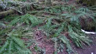 Hike to Elk Falls Vancouver Island