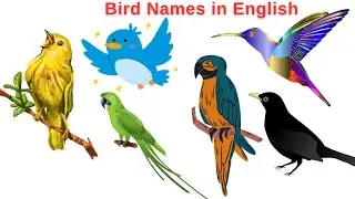 Bird Names in English with Pictures | Learn Animal Vocabulary Easily
