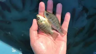 Tilapia Fingerlings Sorting Part 2 | Maringph aftermath | Tilapia Farming Life