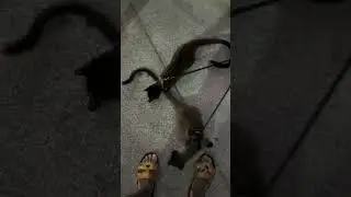 На прогулке встретили вот таких мохнатиков 😁