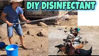 DIY DISINFECTANT | FREE RANGE CHICKEN | BUHAY PROBINSYA