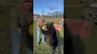 Охота на пасхальные яйца с медведями! #animalsofyoutube #funnyanimals #easter