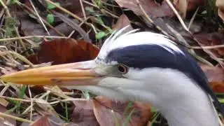 Henry Heron in Full View Shaws Bridge