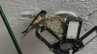 Barn swallows babies hatched