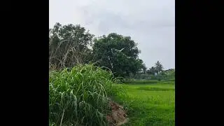 Graceful Crane Bird in 4 Seconds|Nature's Elegance