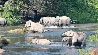 BEAUTIFUL VIEW WILD ELEPHANT RIVER CROSSING 
